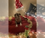 Small Photo #18 American Bully Puppy For Sale in LUBBOCK, TX, USA