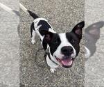 Small #1 Mutt