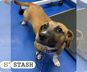 Dachshund-Unknown Mix Dogs for adoption in Woodbury, NY, USA