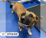 Small Dachshund Mix