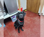 Small #4 Colonial Cocker Spaniel Mix