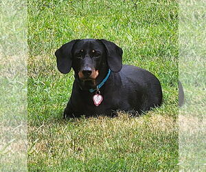 Dachshund Dogs for adoption in Shelbyville, TN, USA