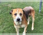 Small #1 Saint Bernard Mix