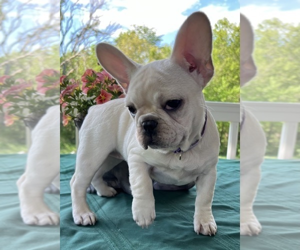 Medium Photo #4 French Bulldog Puppy For Sale in BOLIVAR, MO, USA