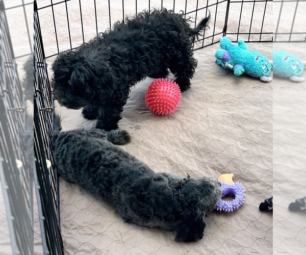 Medium Photo #13 ShihPoo Puppy For Sale in GLOUCESTER, VA, USA