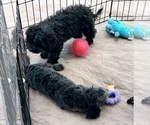 Small Photo #13 ShihPoo Puppy For Sale in GLOUCESTER, VA, USA