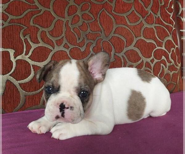 Medium Photo #1 French Bulldog Puppy For Sale in PHILA, PA, USA