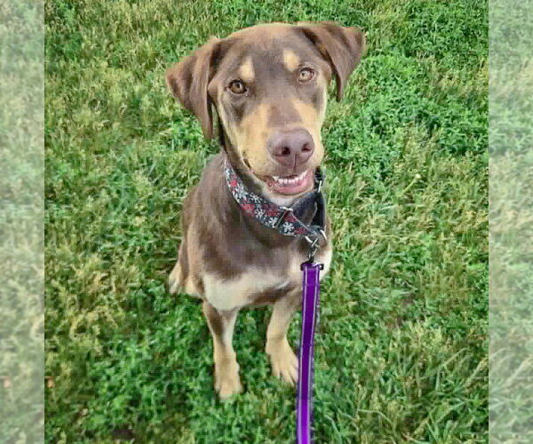 Medium Photo #3 Labrottie Puppy For Sale in Huntley, IL, USA