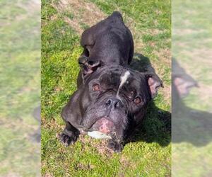 Bullypit Dogs for adoption in Akron, OH, USA