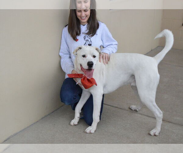 Medium Photo #2 Labrador Retriever-Unknown Mix Puppy For Sale in McKinney, TX, USA