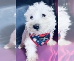 Small Photo #12 Maltipoo Puppy For Sale in DURHAM, CT, USA