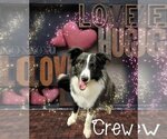Small Photo #3 Border Collie Puppy For Sale in Highland, IL, USA