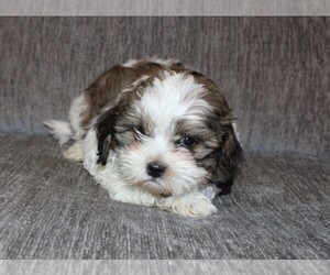 Zuchon Puppy for sale in BLOOMINGTON, IN, USA