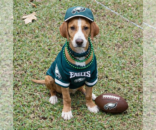 Medium Photo #1 English Coonhound-Labrador Retriever Mix Puppy For Sale in Mt. Laurel, NJ, USA