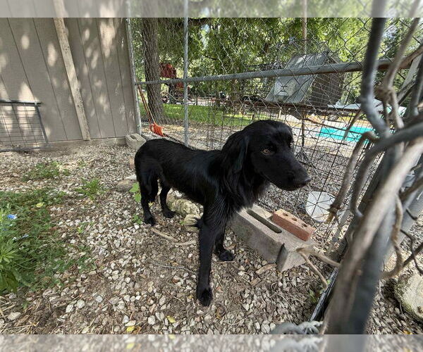 Medium Photo #1 - Mix Puppy For Sale in Richmond, IN, USA