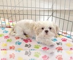 Small #1 Shih Tzu