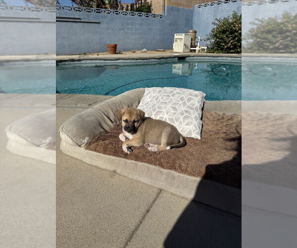 Medium Photo #3 Huskimo Puppy For Sale in Banning, CA, USA