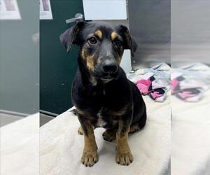 Basset Hound-German Shepherd Dog Mix Dogs for adoption in Woodland, CA, USA