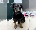 Small Basset Hound-German Shepherd Dog Mix