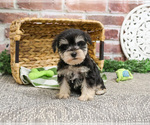 Small #7 Schnauzer (Miniature)