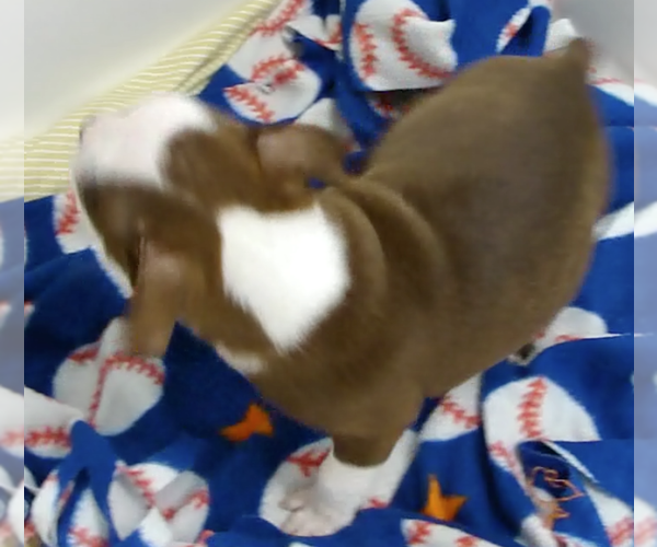 Medium Photo #6 Boston Terrier Puppy For Sale in BEND, OR, USA