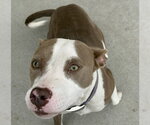 MAE-MAE - Female Mutt Dog for Adoption - Small photo