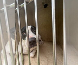 American Bulldog-Unknown Mix Dogs for adoption in Oklahoma City, OK, USA