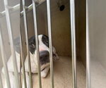 Small American Bulldog Mix