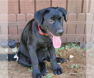 Labrador Retriever-Unknown Mix Dogs for adoption in Hillsboro, MO, USA
