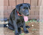 Small Labrador Retriever Mix