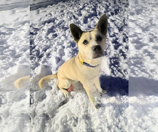 Medium Photo #8 Siberian Husky-Unknown Mix Puppy For Sale in Rockaway, NJ, USA
