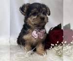 Small Photo #6 Morkie Puppy For Sale in ROCK STREAM, NY, USA