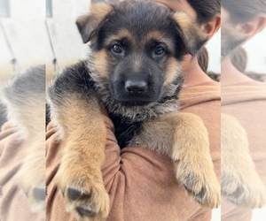 German Shepherd Dog Puppy for sale in MONTEBELLO, CA, USA