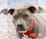 Small #5 American Pit Bull Terrier-Staffordshire Bull Terrier Mix