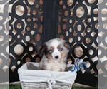 Comet - Male Miniature Australian Shepherd Puppy for Sale - Photo #3