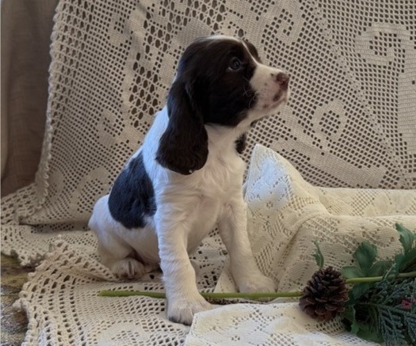 Medium Photo #3 English Springer Spaniel Puppy For Sale in OWEN, WI, USA
