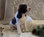 Small #2 English Springer Spaniel