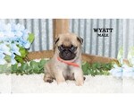 Small #13 Pug
