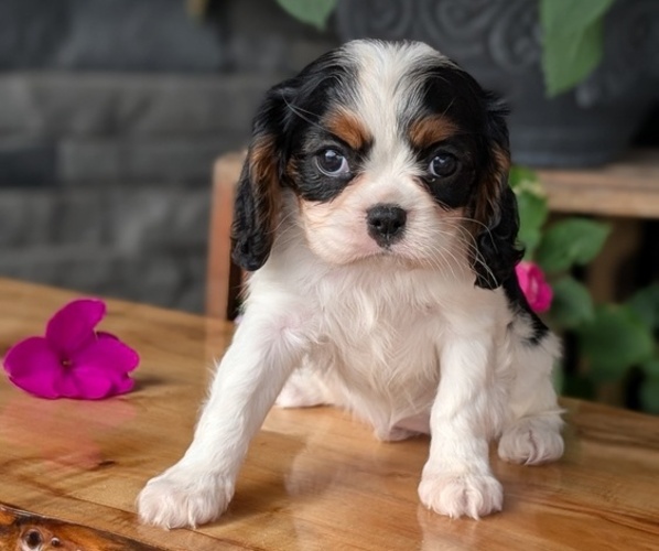 Medium Photo #6 Cavalier King Charles Spaniel Puppy For Sale in GOSHEN, IN, USA