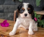 Small #5 Cavalier King Charles Spaniel