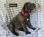 Small #7 Cane Corso
