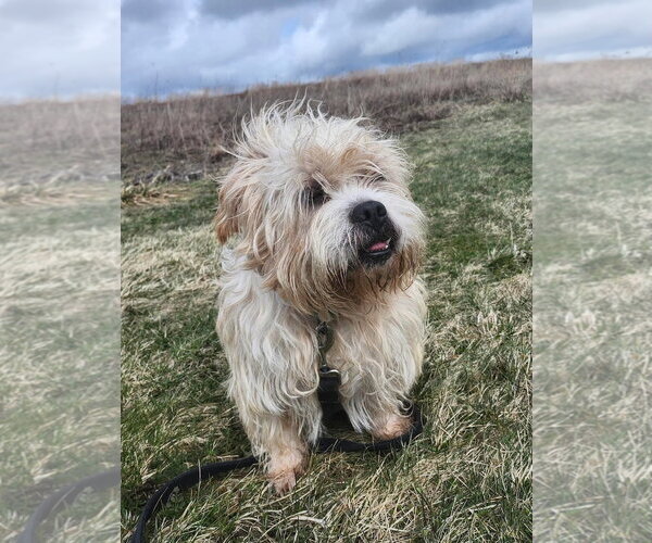 Medium Photo #1 Mutt Puppy For Sale in Batavia, NY, USA