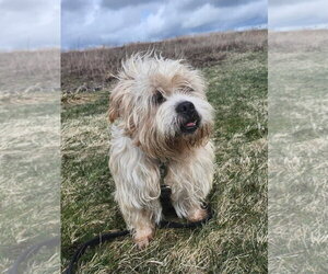 Mutt Dogs for adoption in Batavia, NY, USA