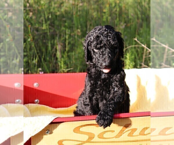 Medium Photo #13 Poodle (Standard) Puppy For Sale in LAKE CITY, FL, USA