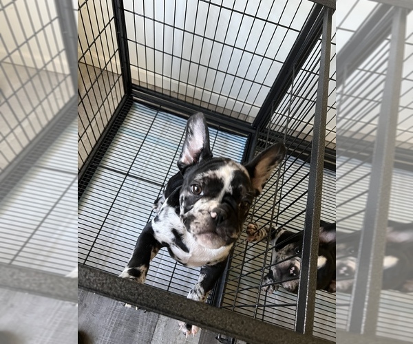 Medium Photo #3 French Bulldog Puppy For Sale in ROCHESTER, NY, USA