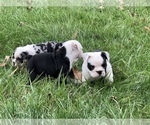 Small Photo #4 English Bulldog Puppy For Sale in PEACHLAND, NC, USA