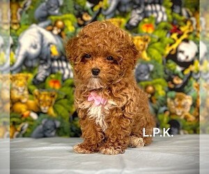 Poodle (Toy) Puppy for sale in WINNSBORO, LA, USA