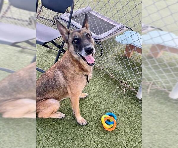 Medium Photo #2 German Shepherd Dog Puppy For Sale in Pasadena, TX, USA