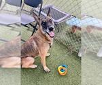 Small #1 German Shepherd Dog