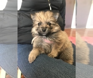 Pomeranian Puppy for sale in DUBLIN, CA, USA